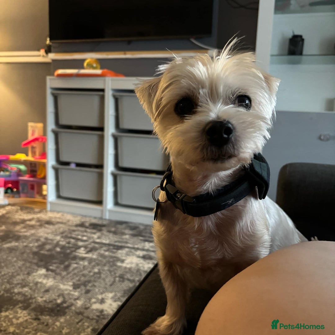 Morkie dogs for sale: Yorkshire terrier x maltese 7 yrs old  - Image 5