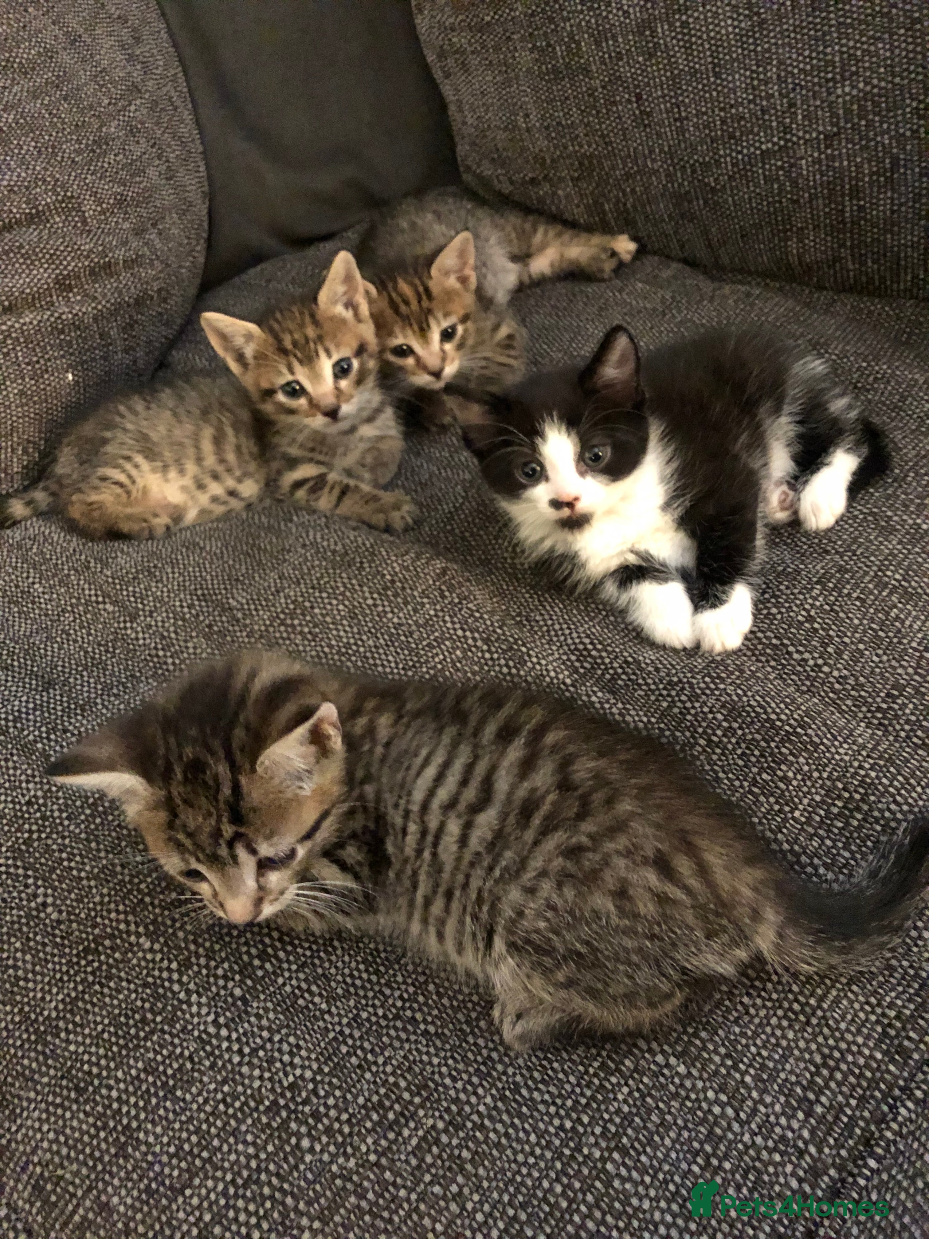 Mixed Breed cats Bengal cross kittens  - Advert 1