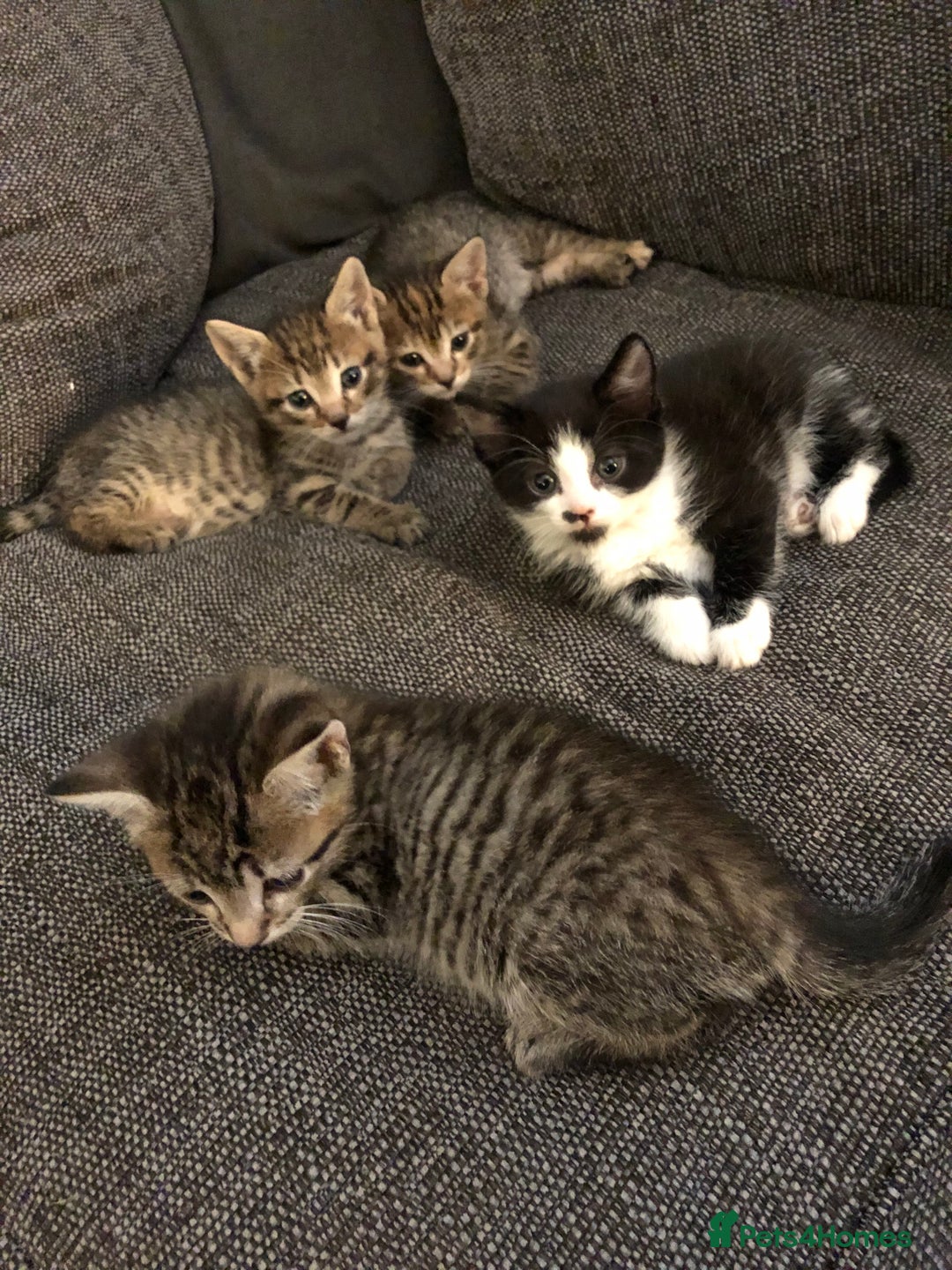 Mixed Breed cats for sale: Bengal cross kittens  - Advert 1