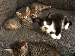 Mixed Breed cats Bengal cross kittens - Advert 1