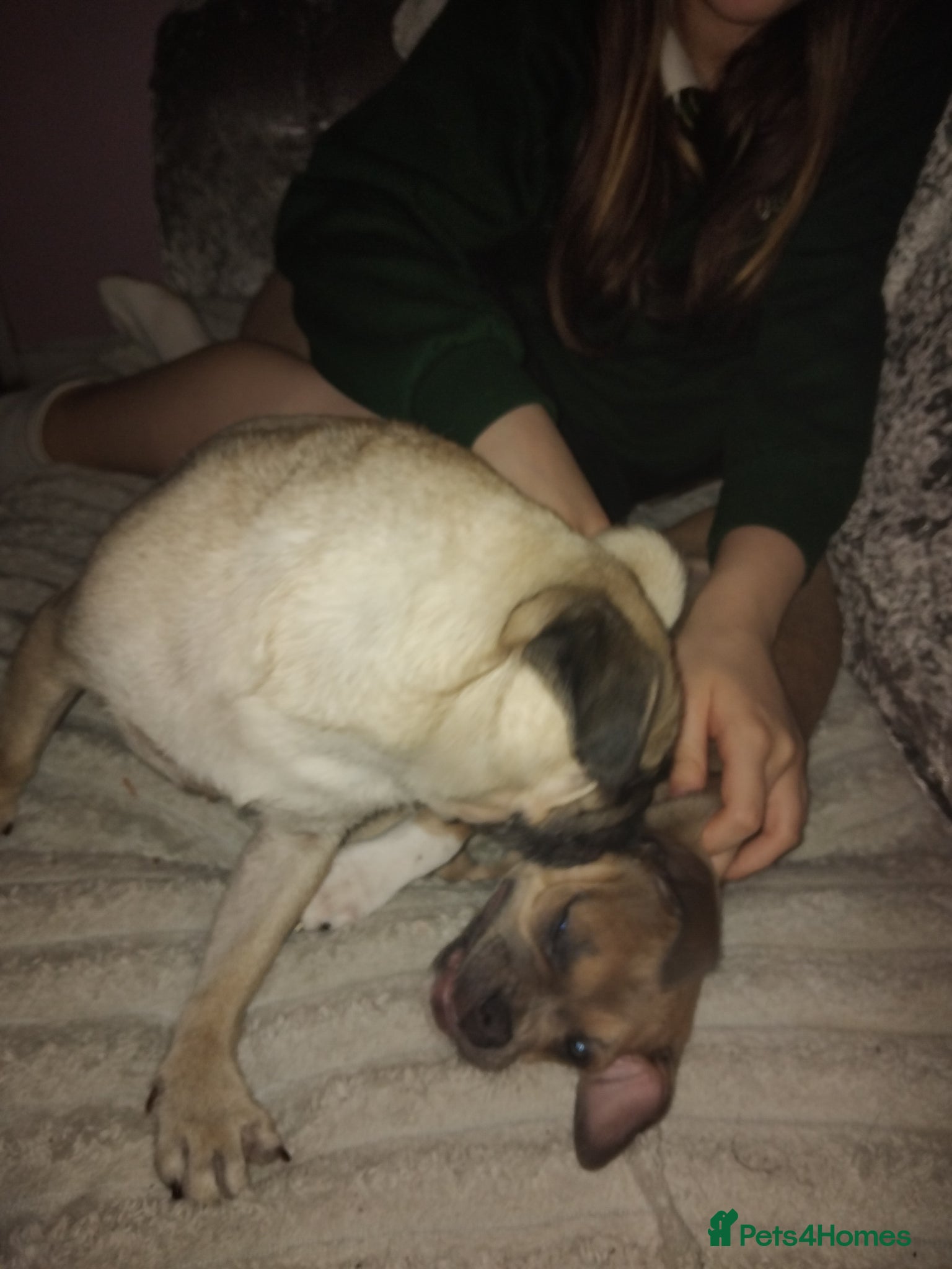 Mixed Breed dogs Beautiful lilac puppy - Advert 8