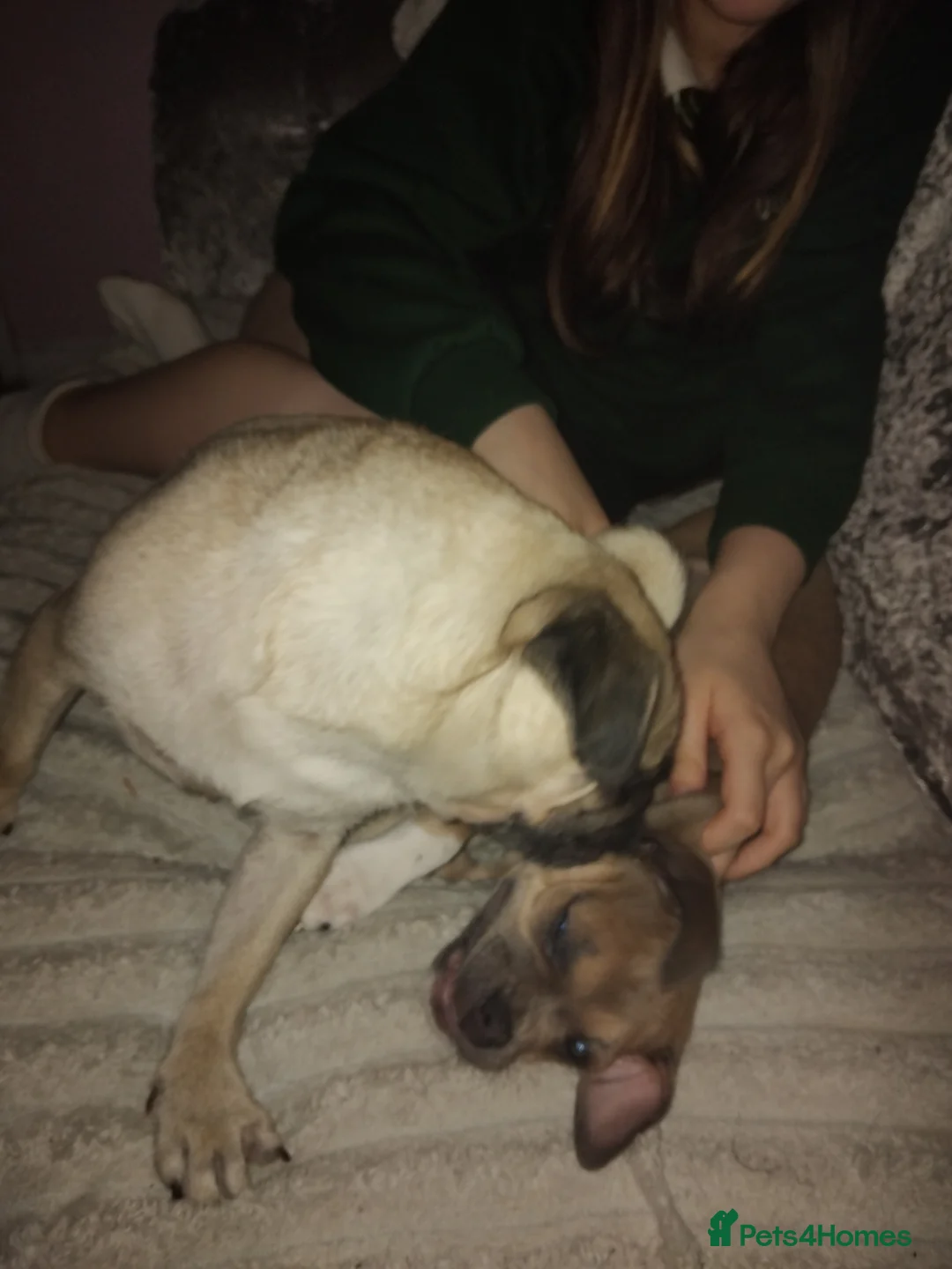 Mixed Breed dogs for sale: Beautiful lilac puppy - Advert 1