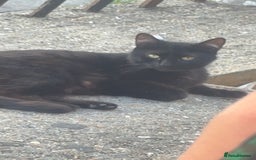 Abyssinian cats for sale: Black and white female kittwn - Image 2