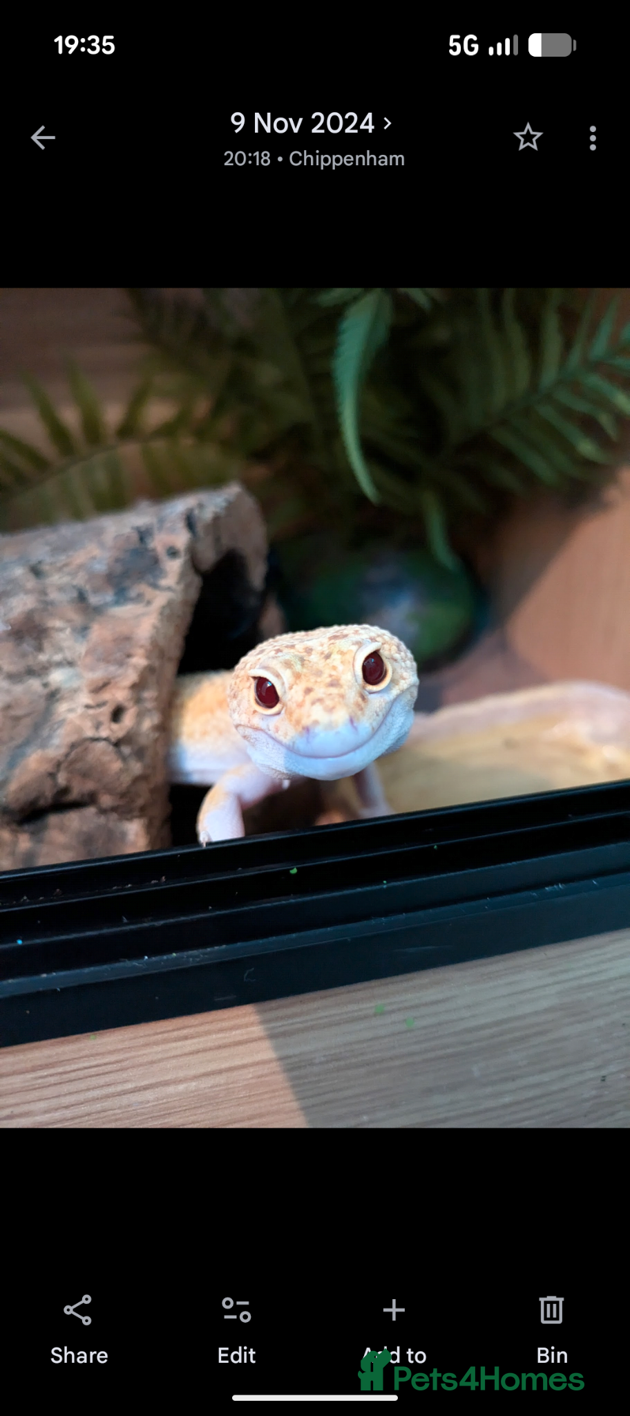 Leopard Gecko reptiles Leopard Gecko with complete vivarium - Advert 8
