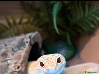 Leopard Gecko reptiles Leopard Gecko with complete vivarium - Advert 8