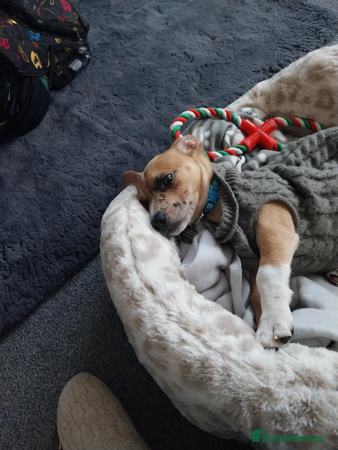 Mixed Breed dogs for sale: Teddy - Advert 3