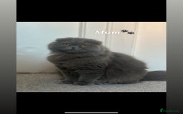Scottish Fold cats for sale: Gorgeous fluffy Scottish fold available - Image 6