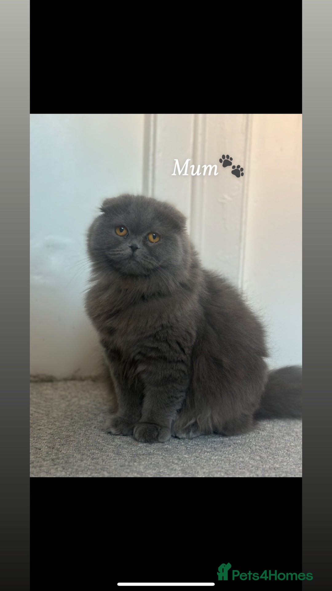 Scottish Fold cats for sale: Gorgeous fluffy Scottish fold available - Image 6