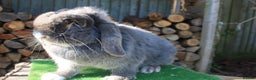Mini Lop rabbits for sale: Adult mini lop rabbits  - Advert 4