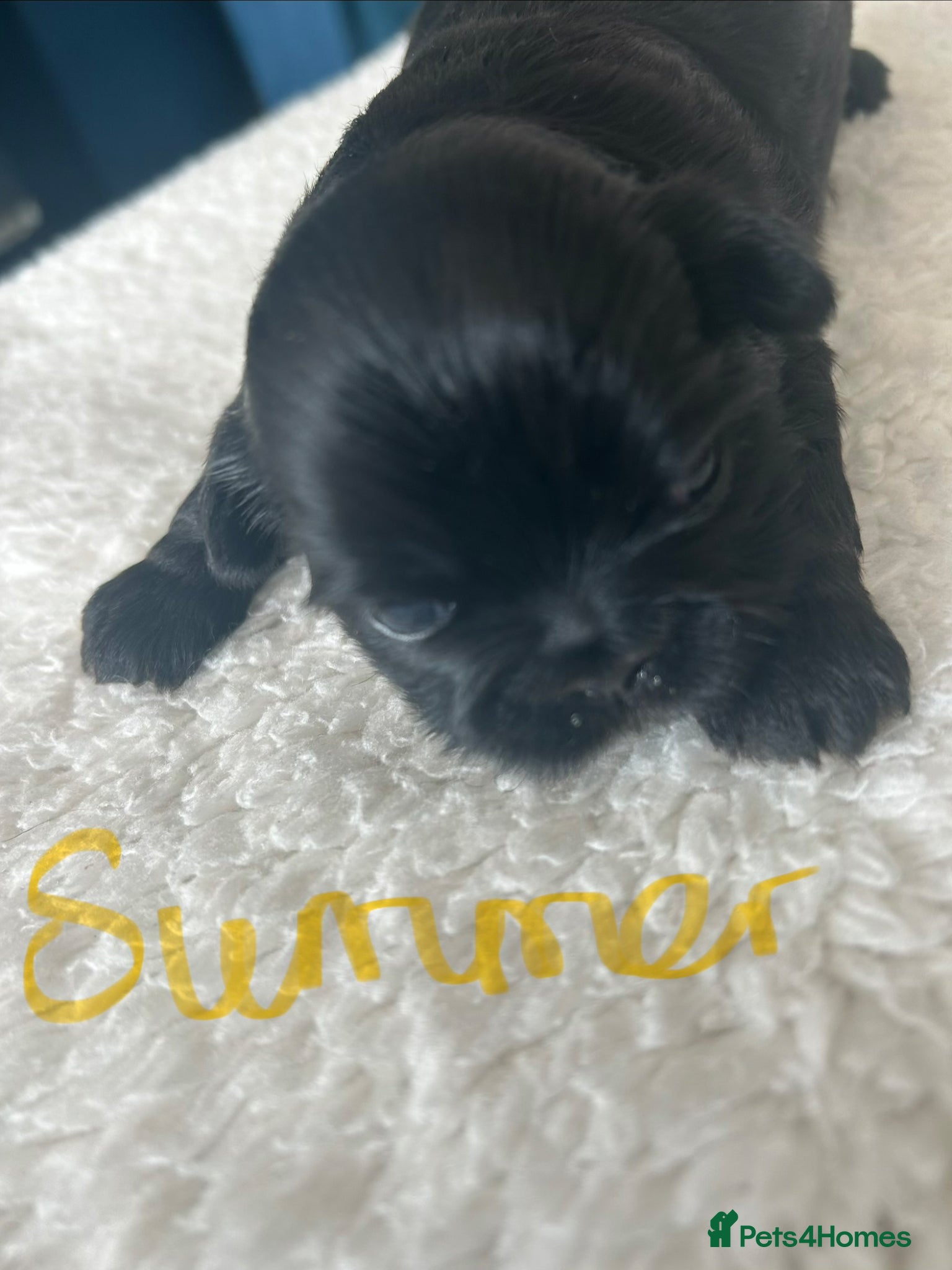 Shih Tzu dogs for sale: Full pedigree imperial Shih ztu - Advert 13