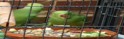 Ringnecks birds for sale: Beautiful Ringneck parrot for sale  in Stourbridge - Advert 3