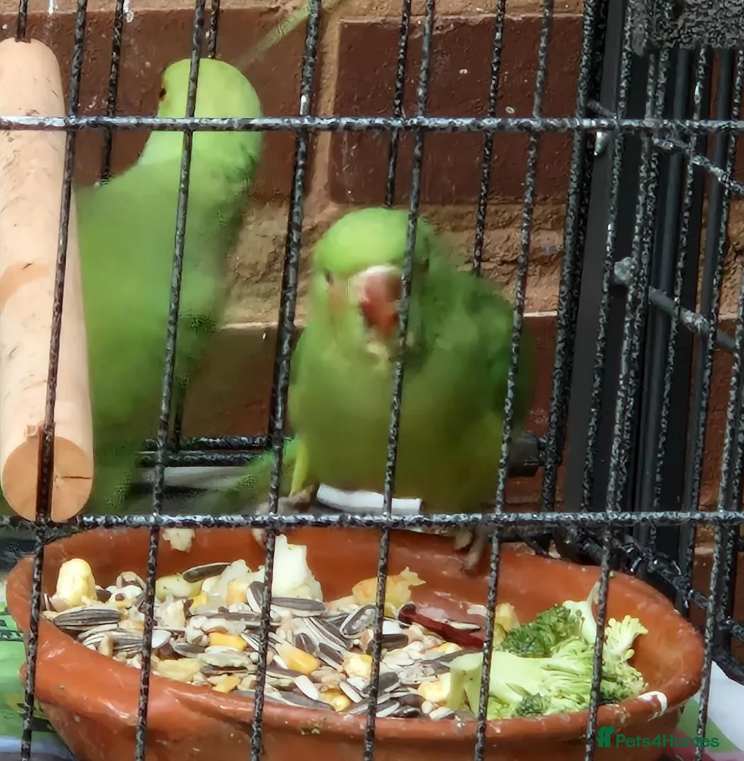 Ringnecks birds for sale: Beautiful Ringneck parrot for sale  in Stourbridge - Advert 3