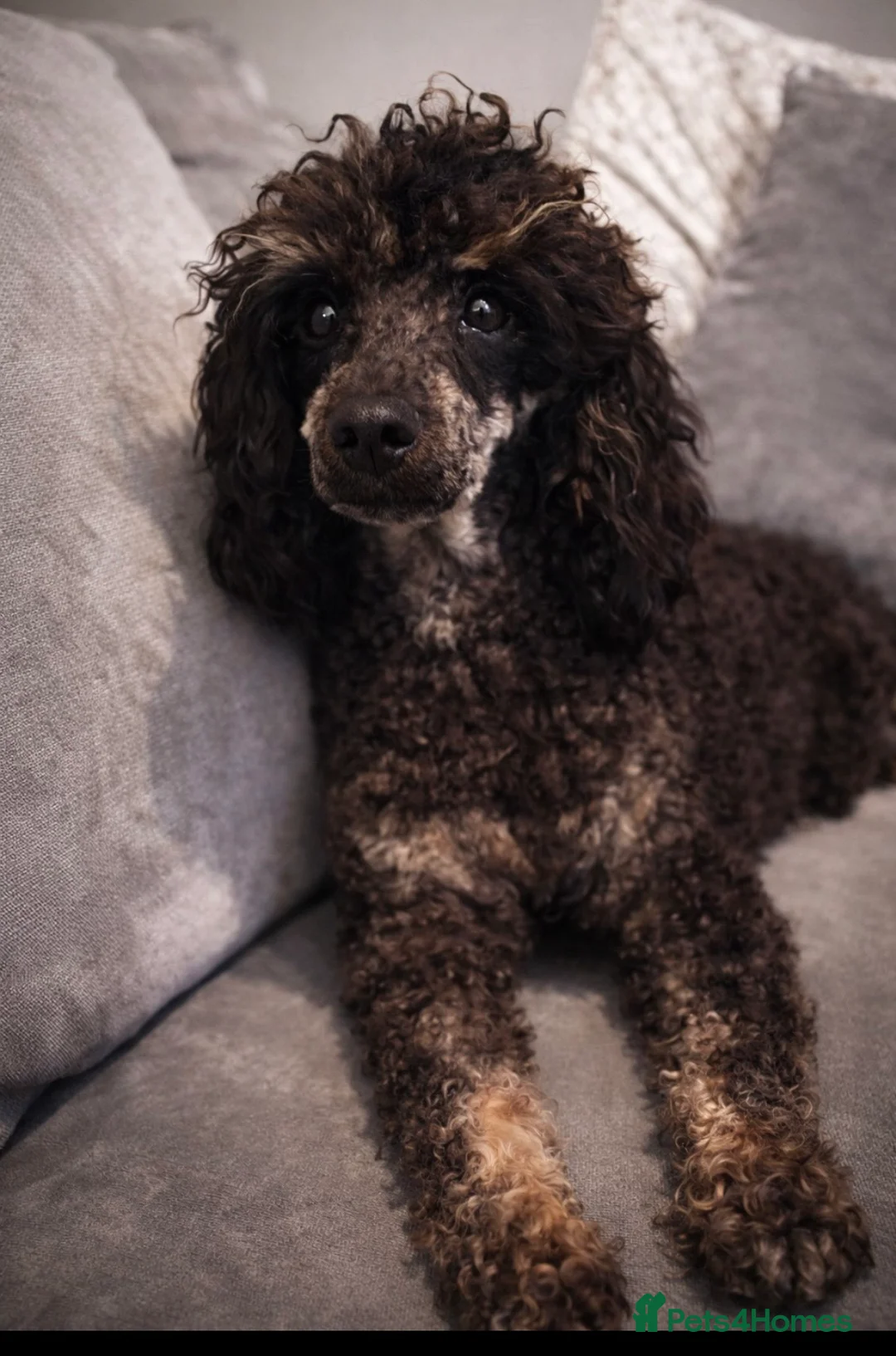 Toy Poodle dogs for sale: TOY POODLE PUPPIES🐶🐾 - Advert 2