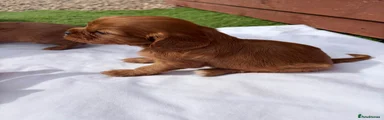 Cavalier King Charles Spaniel 3