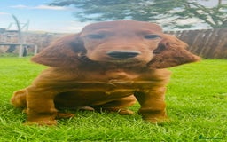 Irish Setter dogs for sale: Outstanding Irish setter puppies  - Image 1