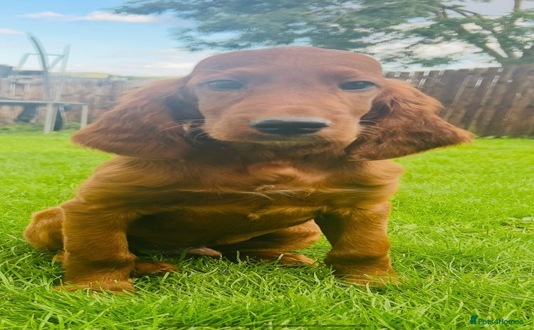 Irish Setter dogs - Advert 3
