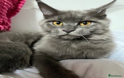 Maine Coon cats for sale: GCCF active / domestic Maine Coon  - Image 15