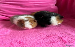 Guinea Pig rodents for sale: 2 teddy boys  - Image 3