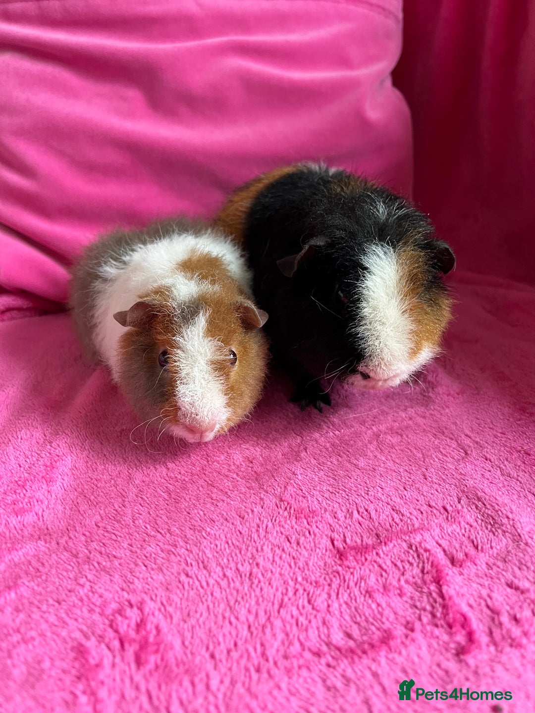 Guinea Pig rodents for sale: 2 teddy boys  - Image 3