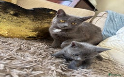 Mixed Breed cats for sale: Gorgeous blue grey male kitten available  - Image 4