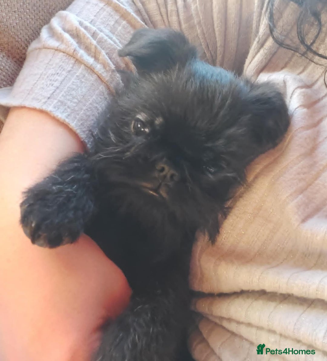 Griffon Bruxellois dogs for sale: kc Griffon Bruxellois - Image 17
