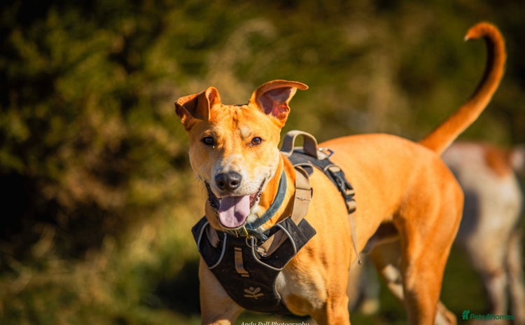 Lurcher dogs - Advert 4