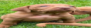 Hungarian Vizsla 3
