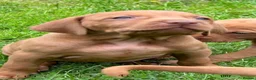 Hungarian Vizsla dogs for sale: ⭐️1 boy Available KC Hungarian Vizsla - Advert 30