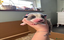 Mixed Breed dogs for sale: BEAUTIFUL BULL HERDERS (American Bulldog X Mali) - Image 9