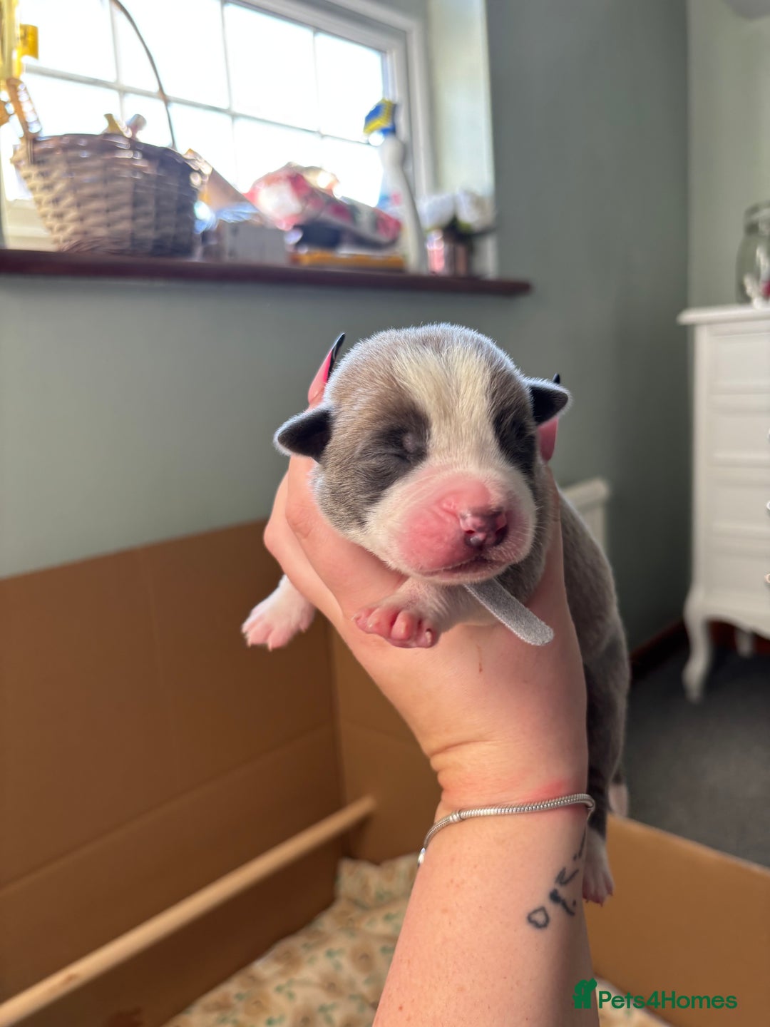 Mixed Breed dogs for sale: BEAUTIFUL BULL HERDERS (American Bulldog X Mali) - Image 9