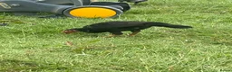 Chickens poultry for sale: 15 week old shamo chicks in Cheltenham - Advert 7