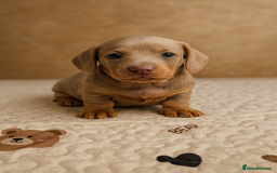 Miniature Dachshund dogs for sale: 3 Pedigree Miniature Dachshund from loving home - Image 6