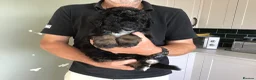 Bernedoodle dogs for sale: AMAZING BERNEDOODLE PUPPIES - Advert 14