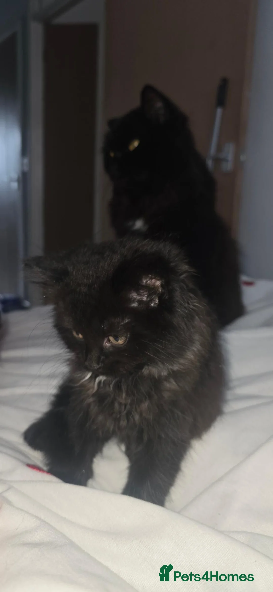 Norwegian Forest Cat cats for sale: Beautiful hand raised bundles - Advert 6