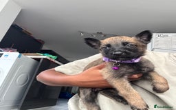 Mixed Breed dogs for sale: German Shepherd x Belgian Malinois - Image 5