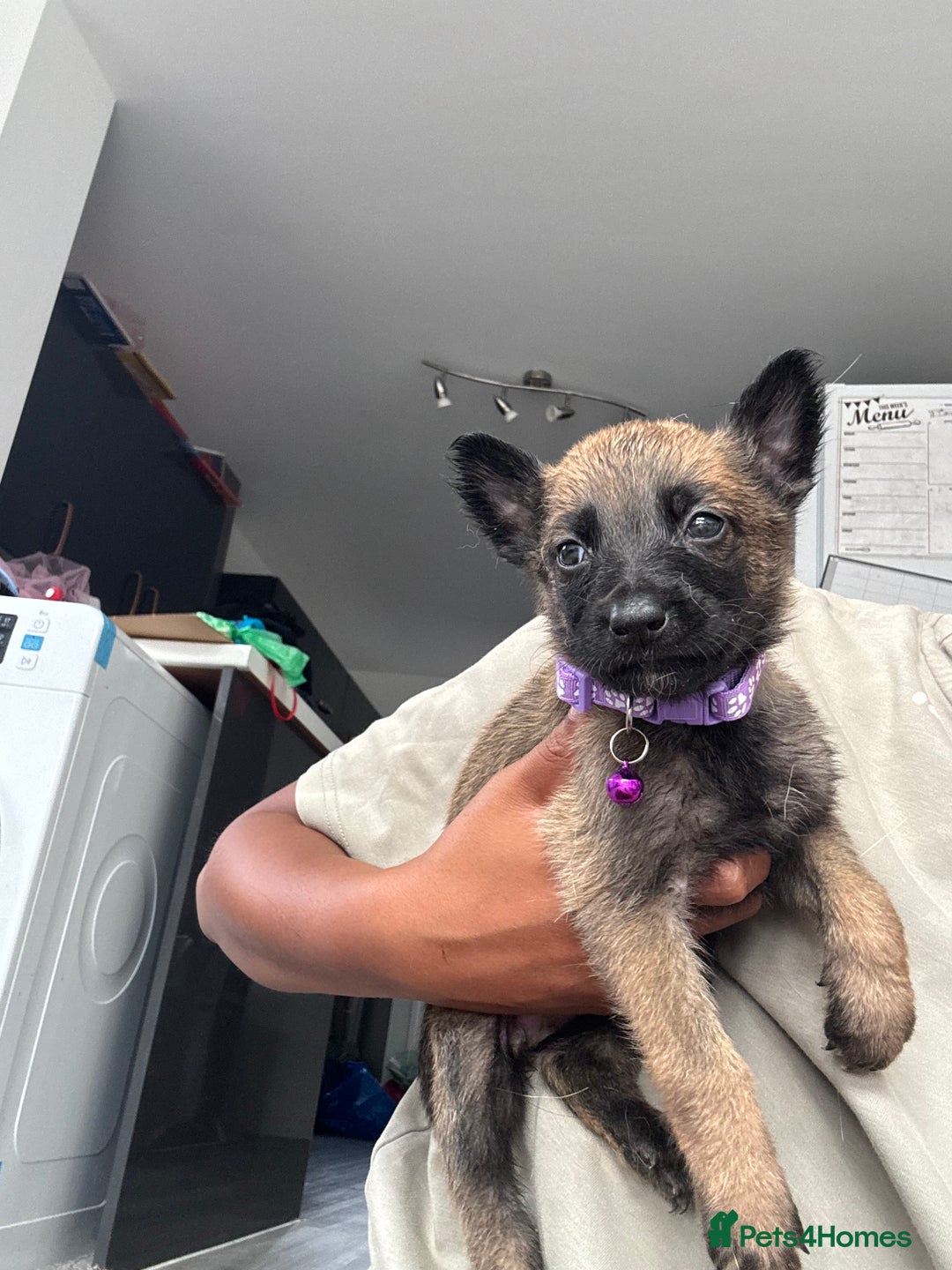 Mixed Breed dogs for sale: German Shepherd x Belgian Malinois - Image 5