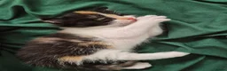 Mixed Breed cats for sale: Beautiful Playful Ginger & Tri-Colour Kittens 🐾 - Advert 21