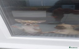 Chihuahua dogs for sale: Boy & girl chihuahua puppies  - Image 20