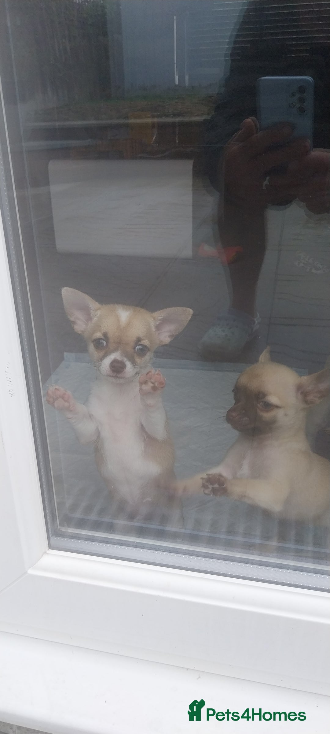 Chihuahua dogs for sale: Boy & girl chihuahua puppies  - Image 20