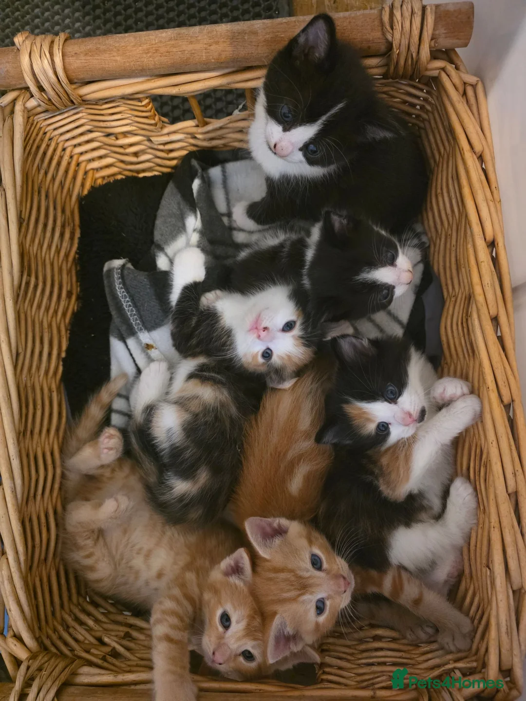 Mixed Breed cats for sale: Gorgeous kittens, 1 female ginger kitten - Advert 17