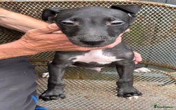 Lurcher dogs for sale: Lurcher - Image 2