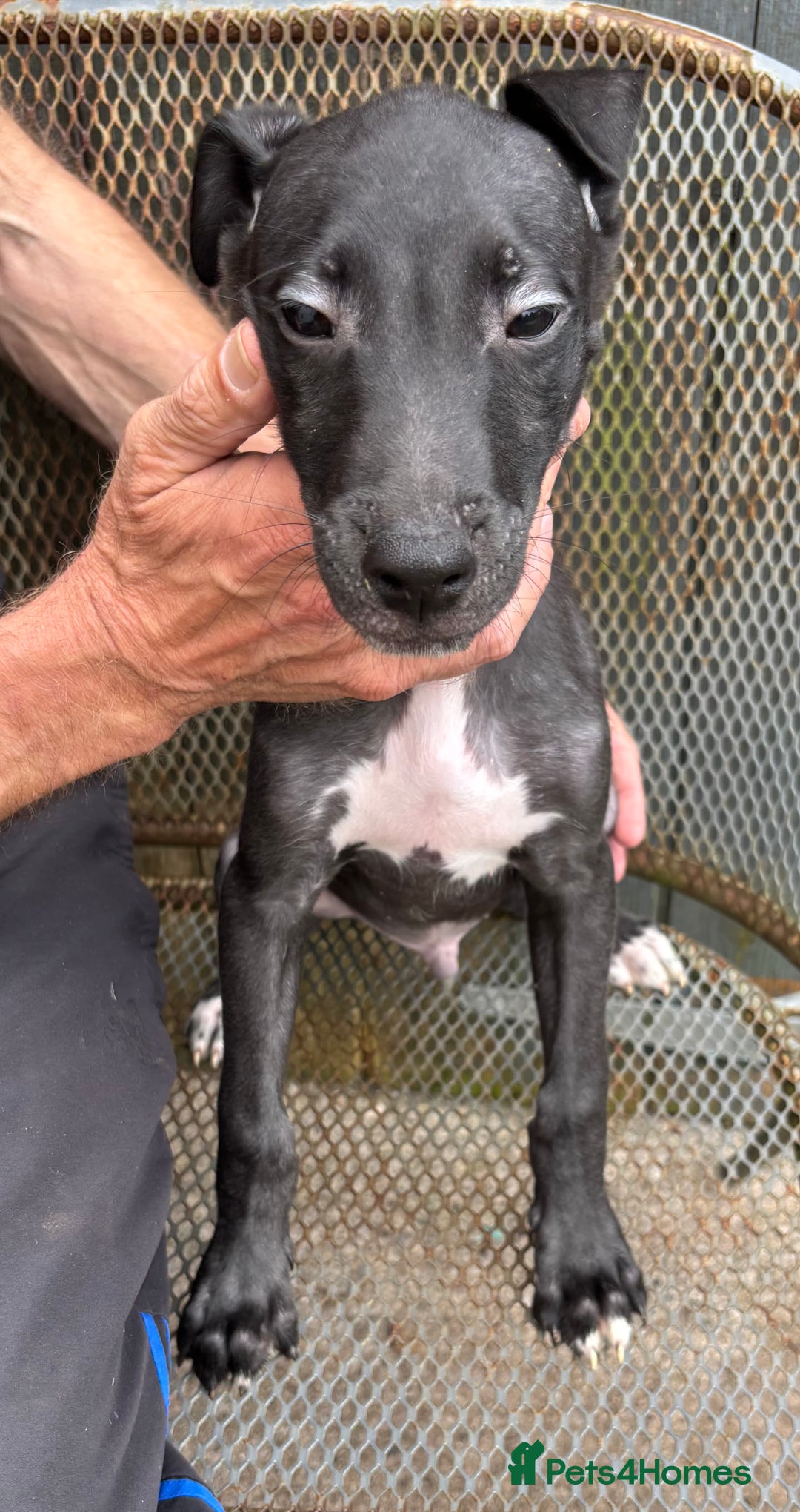 Lurcher dogs for sale: Lurcher - Image 2