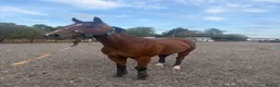 English Thoroughbred horses for sale: Lovely Ex racer for sale  - Advert 2