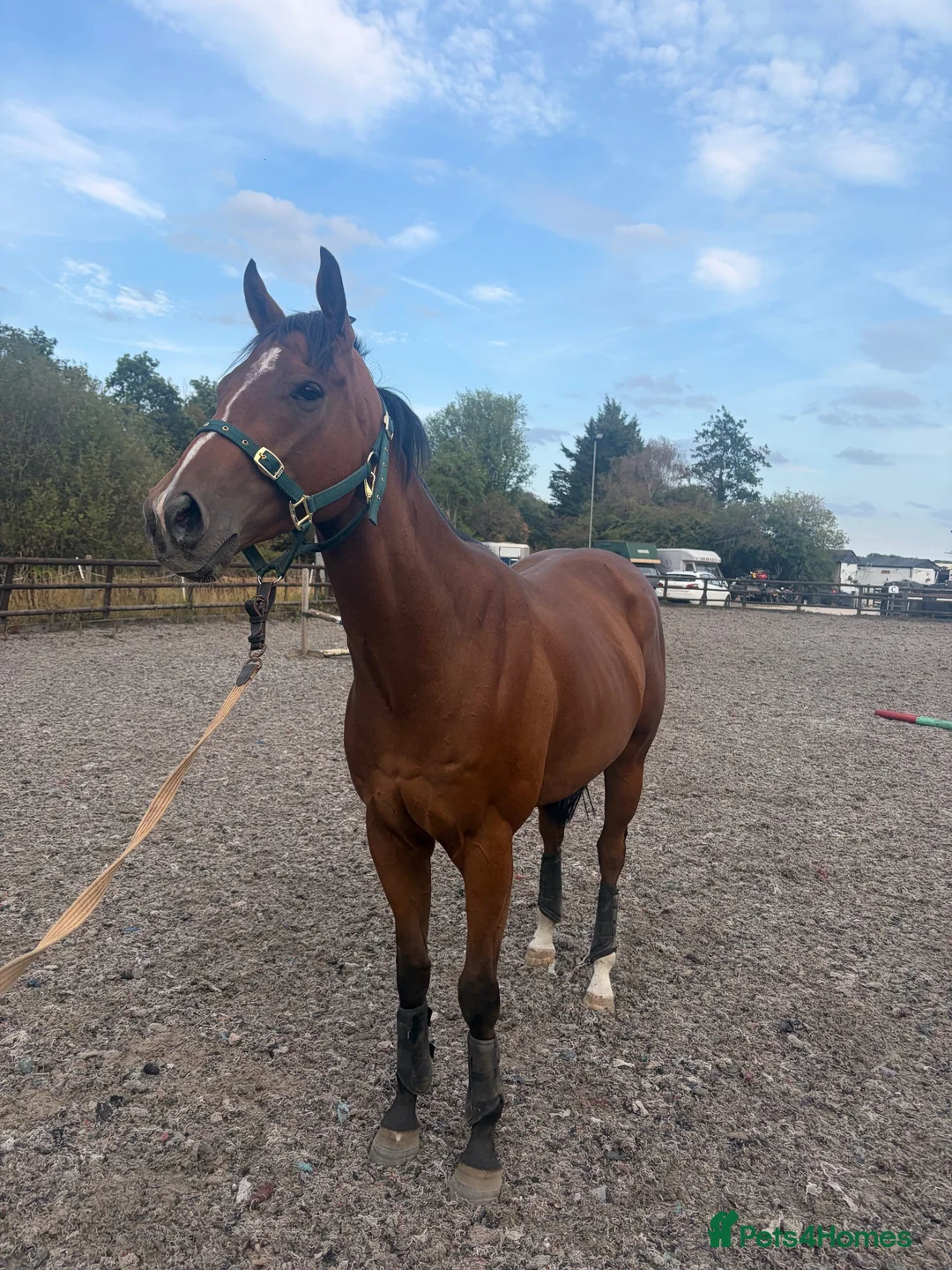 English Thoroughbred horses for sale: Lovely Ex racer for sale  - Advert 2