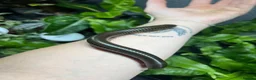 Mixed Breed invertebrates for sale: Various Invertebrates At Urban Exotics  - Advert 26
