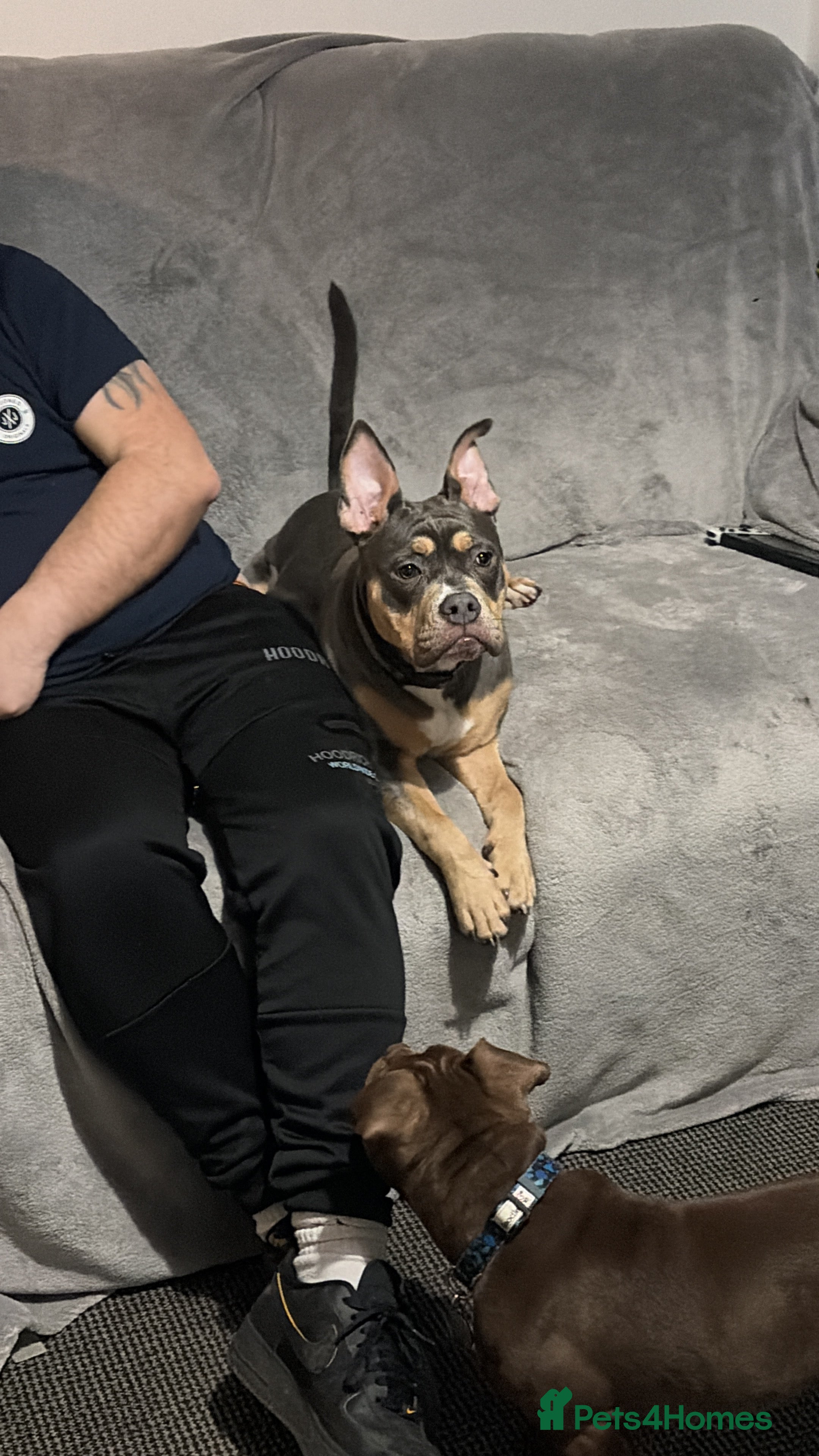 Mixed Breed dogs 7 month old female pocket bully - Advert 12