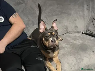 Mixed Breed dogs 7 month old female pocket bully - Advert 12