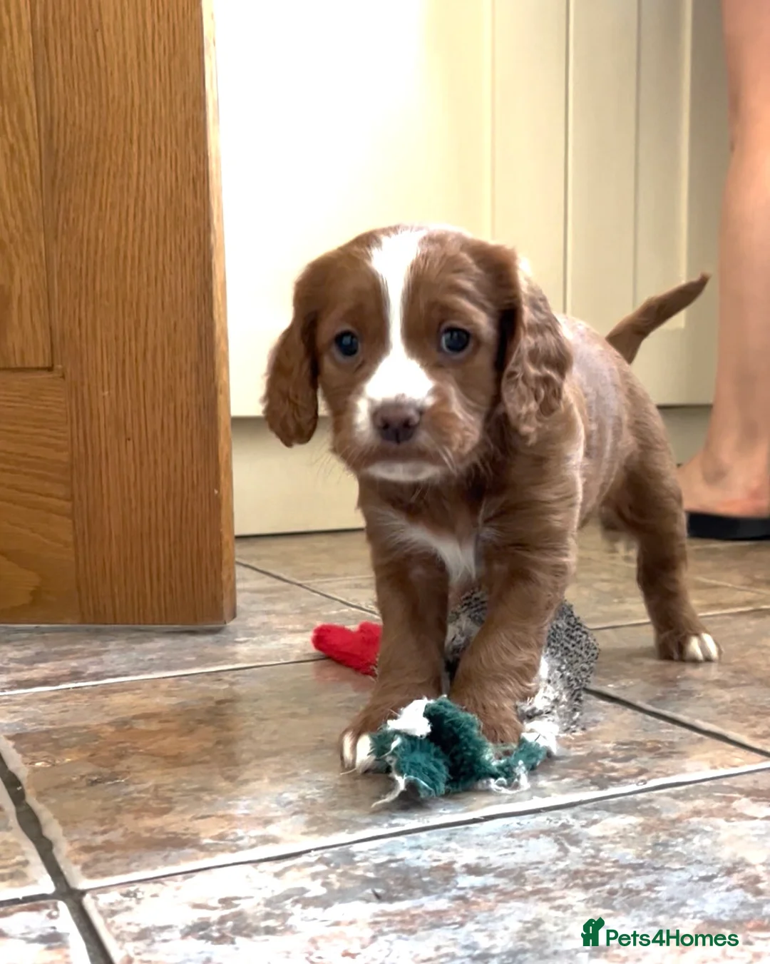 Cockapoo dogs for stud: 🌟 PROVEN STUD 🌟  - Advert 10