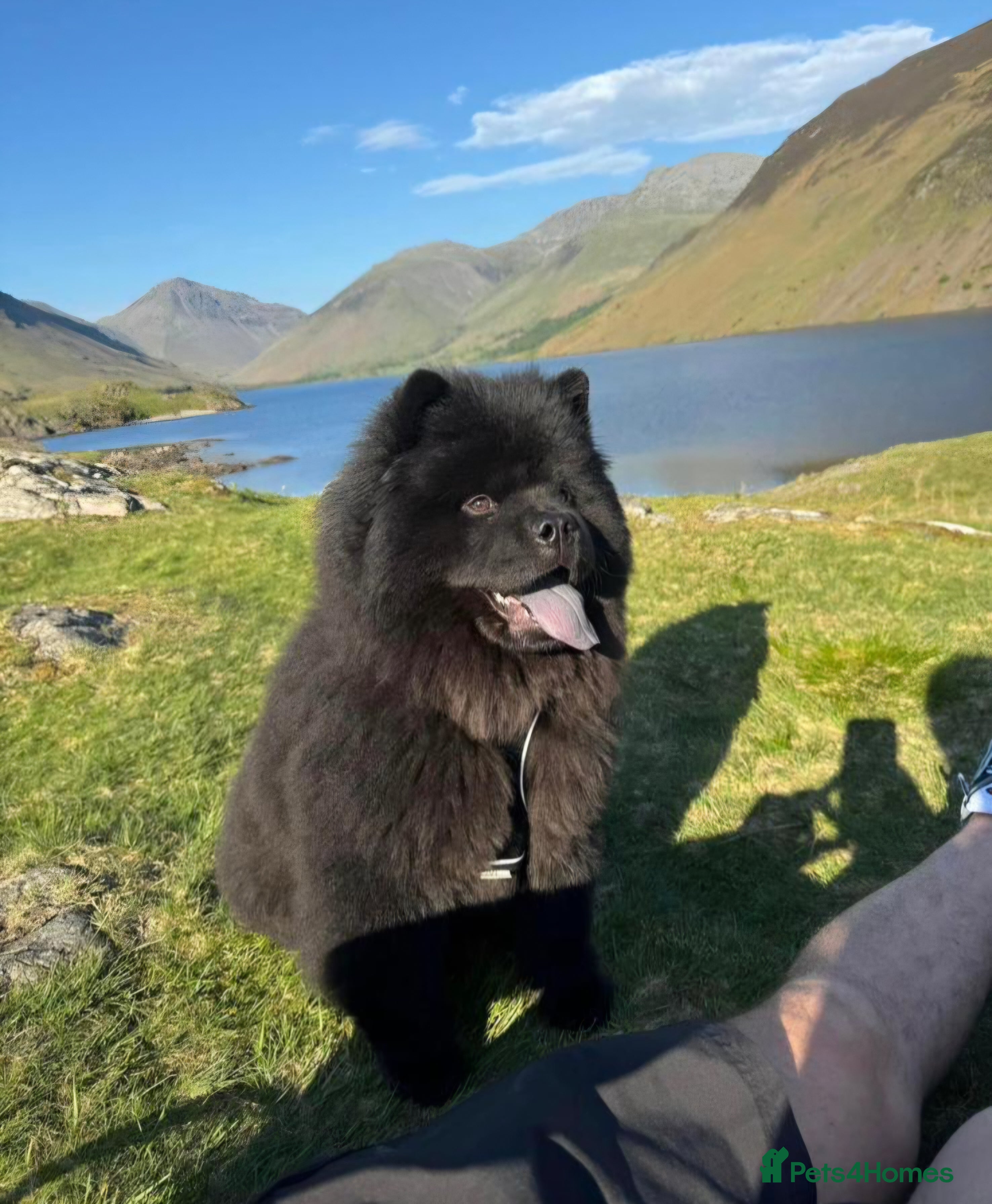 Chow Chow dogs Beautiful Chow Chow - Advert 3