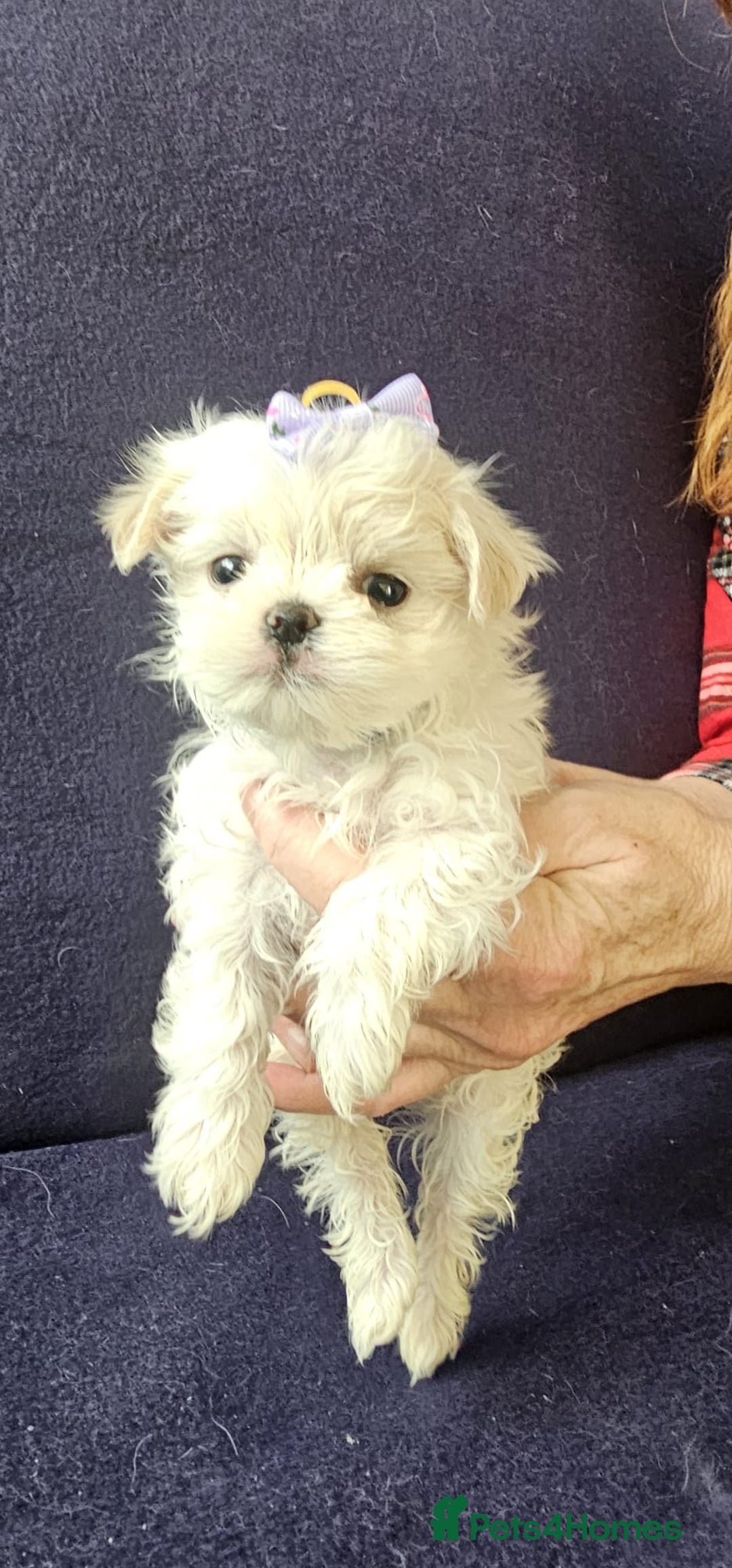 Maltese dogs for sale: Mini Maltese  - Advert 8